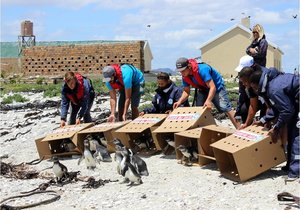 First African penguin chicks released